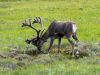 Alaska095.jpg