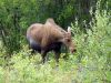 Alaska198.jpg