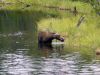 Alaska234.jpg
