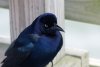 DSC06835k.jpg