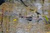 DSC07041k.jpg