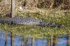 DSC07049k.jpg