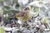 DSC07516k.jpg