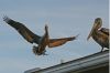 DSC07682k.jpg