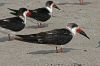 DSC07766n~0.jpg