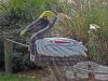 IMG_9369k.jpg
